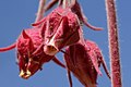 Flower detail