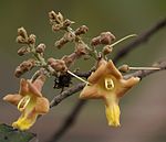 Gamhar (Khamara in Hindi, Kulimavu in Kannada, Mara and Shivani in Kashmiri, Siwan in Marathi) -- Gmelina arborea