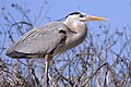 Garza ceniza (Ardea herodias)