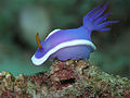 Nudibranch, Hypselodoris bullocki