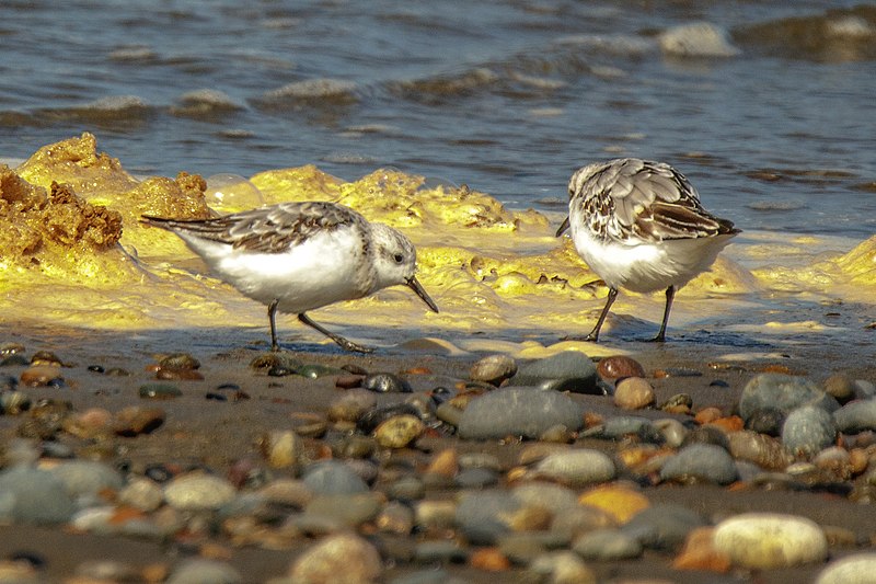 File:Haida Gwaii (Queen Charlotte Islands) - Graham Island - a few hikes around the N end of Naikoon Provincial Park - scenes along the North Beach - juvenile Sanderlings (Calidris alba) - (20940522353).jpg