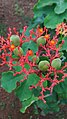 Jatropha podagrica