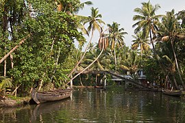 Kerala backwaters, Canal, Palm trees, India.jpg