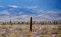 Los Cardones National Park, a warm desert