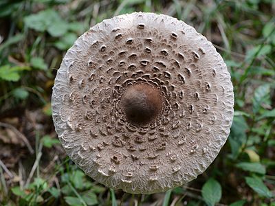 Macrolepiota procera (Parasol Mushroom)