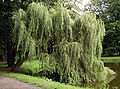 Salix × pendulina nothof. tristis