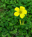 Details of open and closed flowers