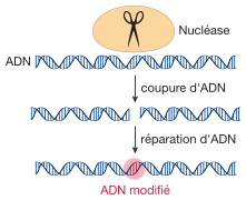 Nuclease-intro-text-to-path.svg