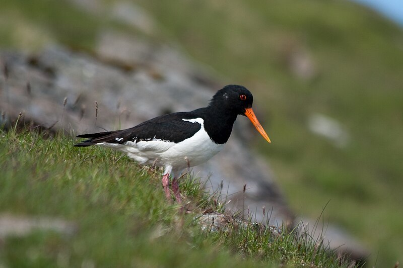 File:Oystercatcher.jpg