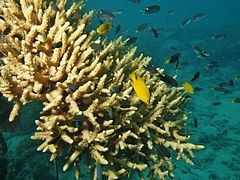 Acropora valenciennesi