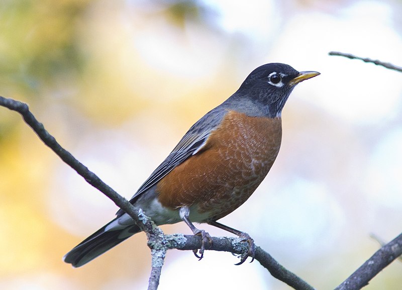 File:American Robin (6289227313).jpg