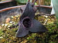 Asarum megacalyx