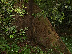 Octomeles sumatrana (folhagem e raízes em contraforte).