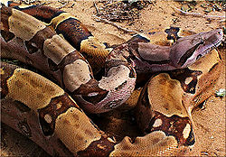 Parastā žņaudzējčūska (Boa constrictor)