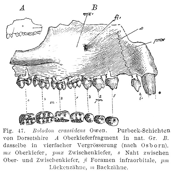 File:Bolodon crassidens.jpg