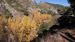 Bosque de ribera 2.jpg