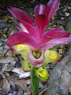 Keralankurkuma Curcuma zedoaria