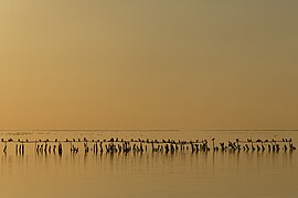 Phalacrocorax carbo (Great Cormorants)