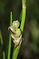 Carex humilis, Fruchtstand