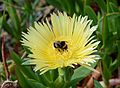 * Nomination Hottentot Fig flowe with bumblebee -- Alvesgaspar 11:42, 16 August 2013 (UTC) * Promotion  Support --Iifar 07:53, 17 August 2013 (UTC)