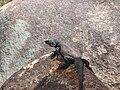 Chuckwalla adultă din deșertul Mojave