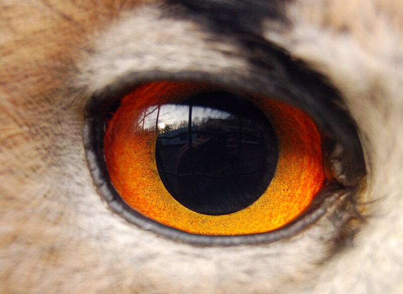 File:Eagle(owl)-eye.JPG