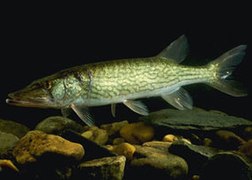 Esox niger