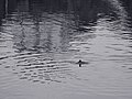 Thumbnail for File:Harbour Porpoise in a flooded slate quarry, Ellenabeich - geograph.org.uk - 6017544.jpg