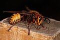 Vespa crabro