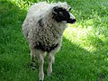 A Lika sheep, near Croatia's Lika region