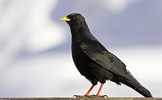 Auf einem Geländer sitzende Alpendohle