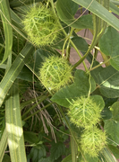 Green fruits