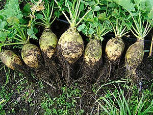 Steegrööw (Brassica napus subsp. rapifera)