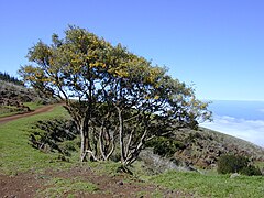 Description de l'image Starr_020221-0023_Sophora_chrysophylla.jpg.