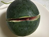 Very ripe Sugar Baby watermelon, grown in Oklahoma, bursts open when a small incision is made into its rind