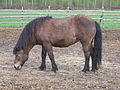 Smoky black or brown buckskin? // No dark mask or dorsal stripe (it shpould be visible near the hips judging from the horse's position), so buckskin. It sure can be confusing though.