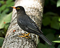 Turdus simillimus (cat.)