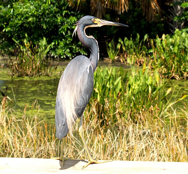 File:Tri-colored Heron.JPG