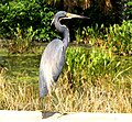 Tricolored Heron, Green Cay Wetlands, Boynton Beach, FL