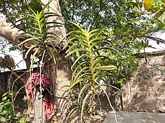 Vanda tessellata plant.jpg