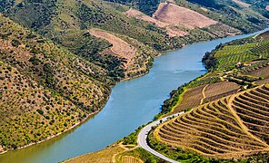 Terraced vineyards along the Douro river