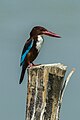 Parc national de Kaeng Krachan, Thaïlande