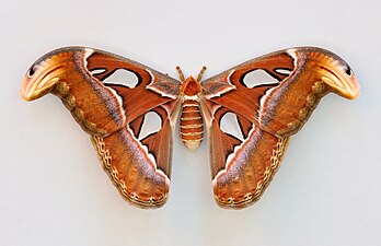 Lepidoptera