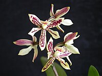 Prosthechea bueraremensis