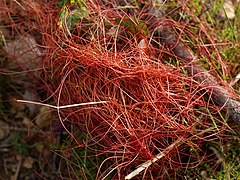 Cuscuta epithymum