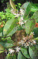 Chionanthus mala-elengi