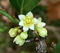 Flower. The flower has six to eight petals.