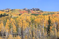 Aspen grove in fall.