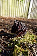 Gyromitra esculenta (39779276500).jpg