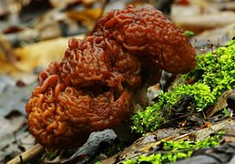 Gyromitra esculenta 02.jpg